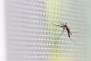 רשת לחלון ללא מסילה | רשת נגד יתושים