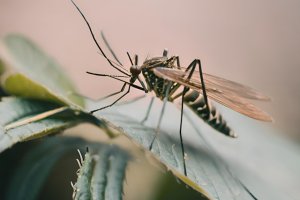רשתות נגד יתושים ואבק