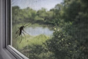 פתרון שמונע עקיצות